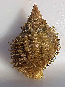 Abapertural view of the shell. Fusitriton oregonensis 2.jpg