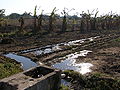 Irrigatie in Güirapucuti