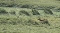 File:Galoppierende Rehe auf einem Feld.webm