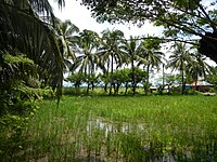 Rice fields, Santo Cristo