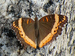 <i>Precis archesia</i> Species of butterfly