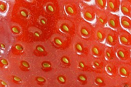 Fraise: Étymologie, Biologie, botanique, Historique