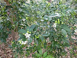 Tuoksujasmikki (Murraya paniculata)