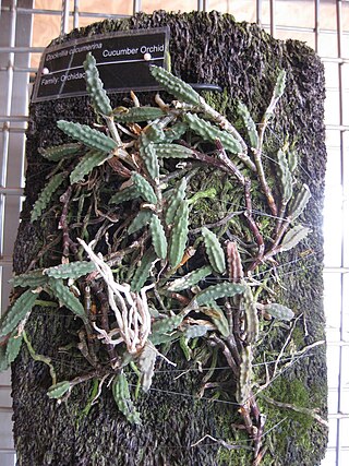 <i>Dendrobium cucumerinum</i> Species of orchid