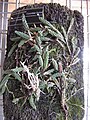 Dendrobium cucumerinum