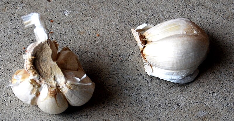 File:Garlic1700ppx.jpg