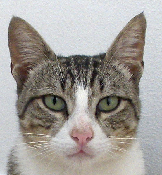 File:Gatodomestico290.JPG