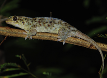 Geckolepis megalepis crop.png