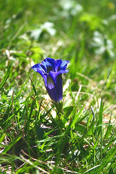 File:Gentiana acaulis ENBLA01.jpg