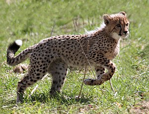 Online Trade in Live Cheetahs Exposed by TRAFFIC Report