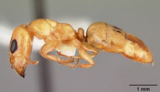 <i>Gesomyrmex</i> Genus of ants