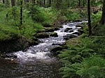 Geyerscher Wald