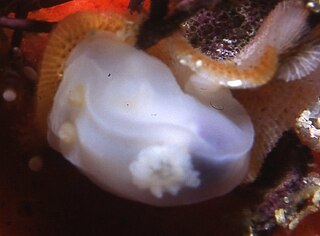 Ghost nudibranch species of mollusc