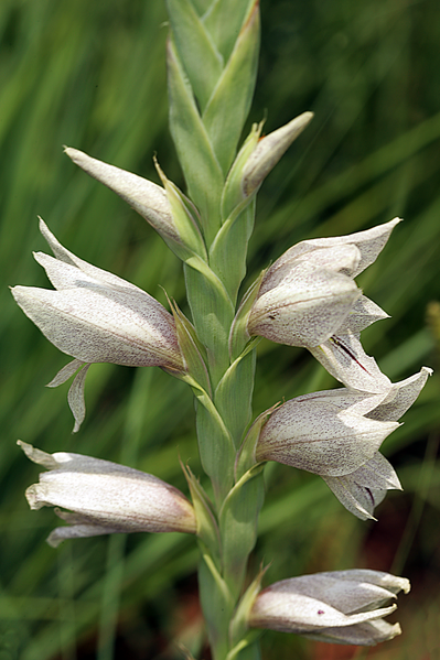 File:Gladiolus elliotii 1DS-II 6784.png