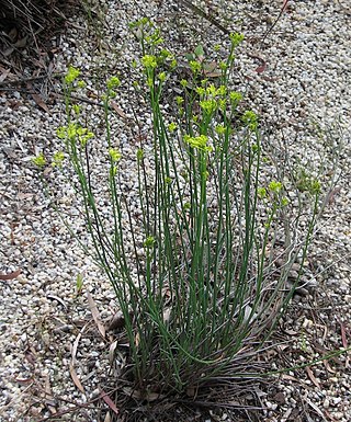 <i>Glischrocaryon behrii</i> Species of plant