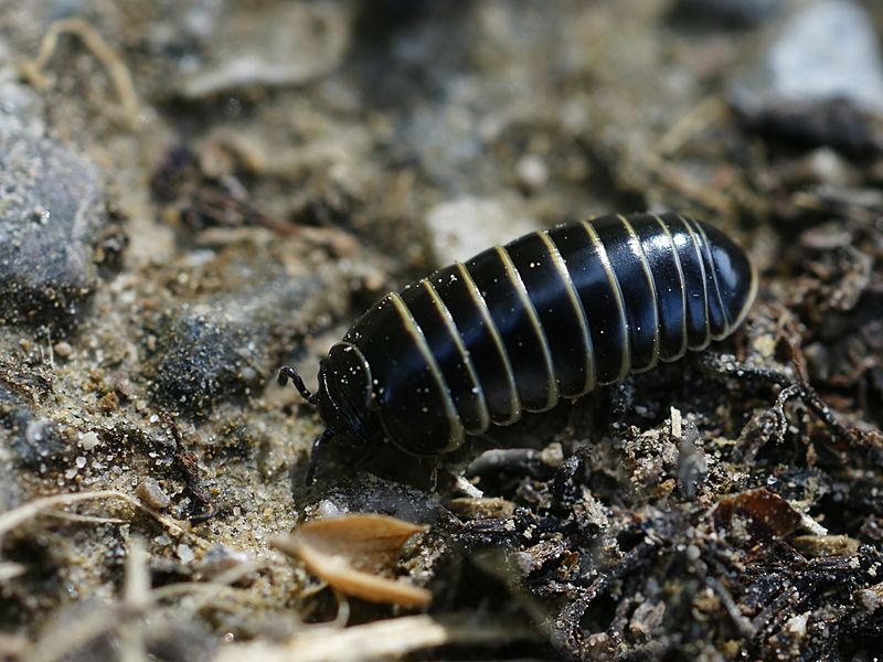 File:Glomeris marginata (habitus).jpg