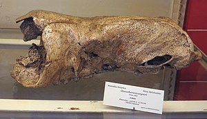 Glossotherium wegneri skull.jpg