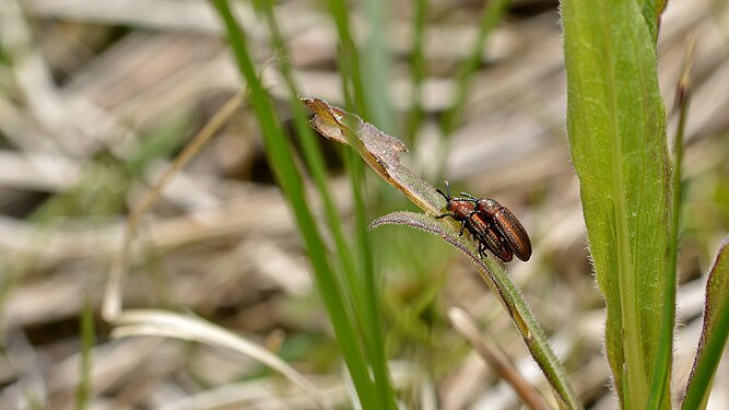 Beetle (Coleoptera)