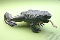 Description de l'image Goliath Frog.jpg.