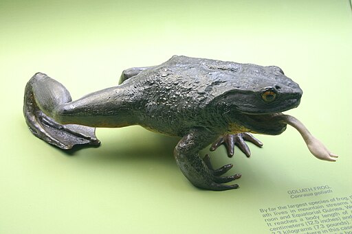 Goliath Frog