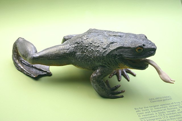 World's biggest frogs are so strong they move heavy rocks to build their  own ponds