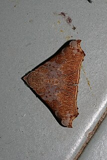 <i>Goniophila</i> Genus of moths