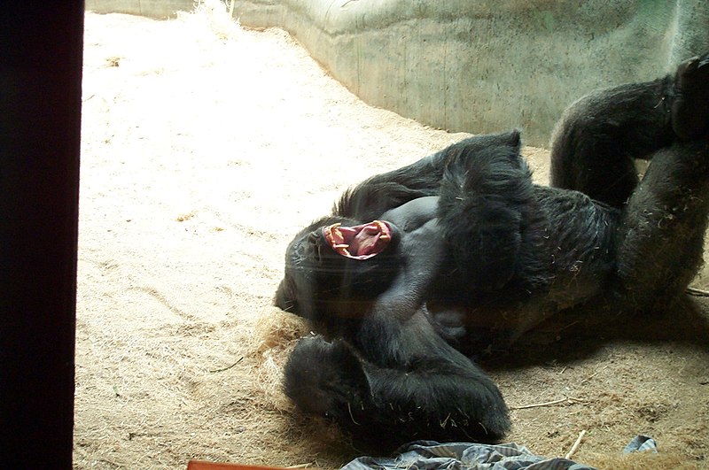 File:Gorilla 040.jpg