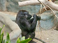 Westlicher Flachlandgorilla