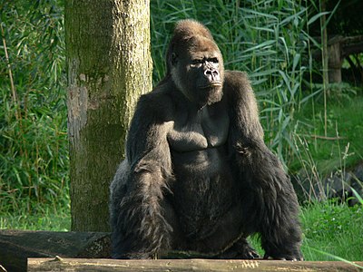 center Silberruecken (Gorila) en el zoológico Leipzig.