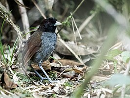 Bleeksnavelmierpitta