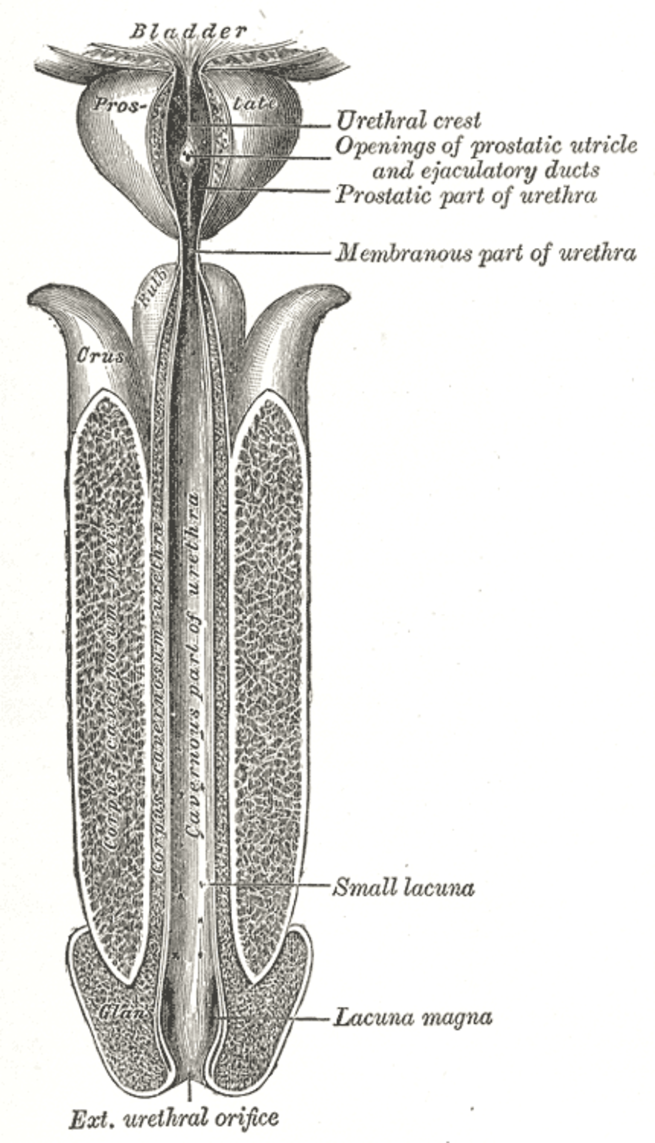 ureter a péniszben)