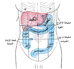 منظر أمامي للبطن، يظهر الكبد، المعدة، والأمعاء الغليظة (القولون النازل يظهر في الجزء الأيمن من الصورة، باللون الأزرق).