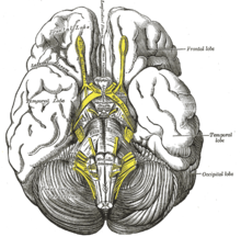 The mass is usually located at the tuber cinereum of the hypothalamus. Gray724.png