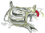 Thumbnail for Posterior superior nasal nerves