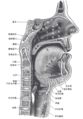 口鼻咽喉的斜切圖