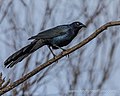 Thumbnail for File:Great-tailed Grackle (13968094544).jpg