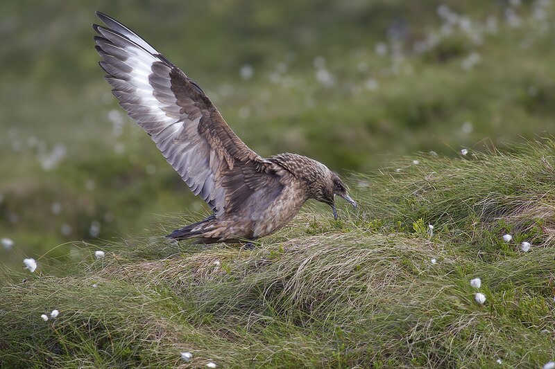 File:Great Skua 2.jpg