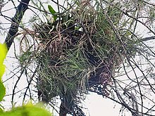 Гнездо Centropus sinensis