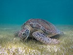 Thumbnail for File:Green Sea Turtle grazing seagrass.jpg