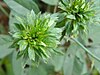 A green flower like structure composed of leaves.