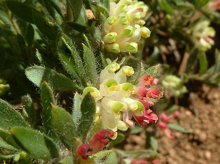 Grevillea_drummondii