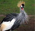 Thumbnail for List of birds of Uganda