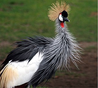 List of birds of Uganda