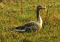 Greylag Goose Anser anser by Dr. Raju Kasambe DSCN7305 (5).jpg