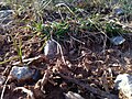 Ground view of rocks and dirt in winter (2013).JPG