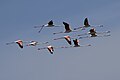 * Nomeamento Group of flying flamingo birds above sebkha halk el menzelI, the copyright holder of this work, hereby publish it under the following license:This image was uploaded as part of Wiki Loves Earth 2024. --Bill.pix 12:00, 13 May 2024 (UTC) * Revisión necesaria