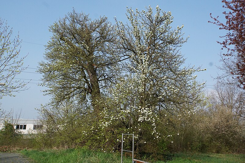 File:Gustav Adolf Birnbaum (Holzbirne) in Gebersdorf von Nord-Osten aus gesehen, April 2022.jpg