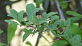 Gymnosporia buxifolia.JPG