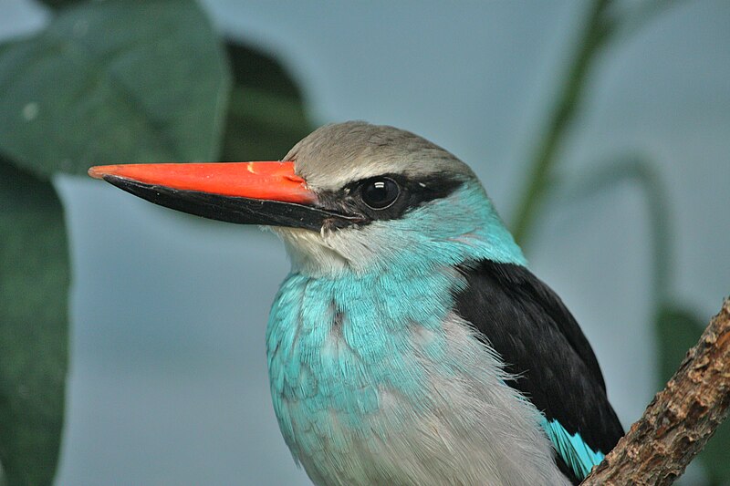 File:Halcyon malimbica at the Denver Zoo-2012 03 12 0975.jpg