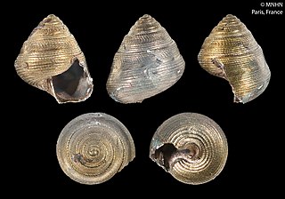 <i>Halystina caledonica</i> Species of gastropod